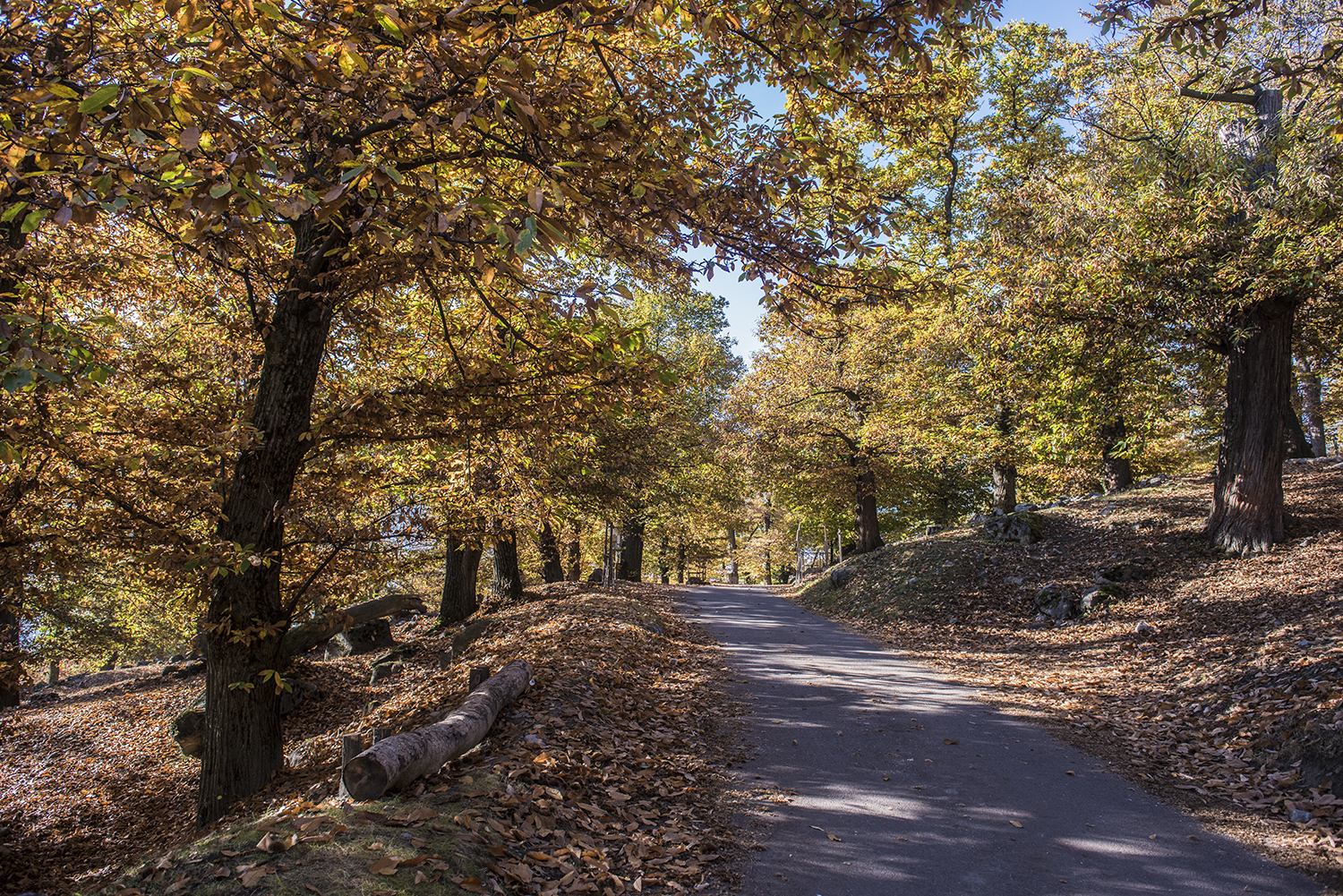 Sur le sentier à l'automne 2016.